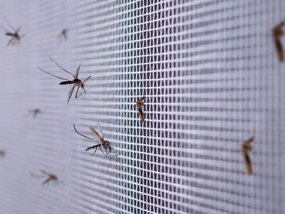 About Thrivenexa Solutions - pest control experts in Melbourne